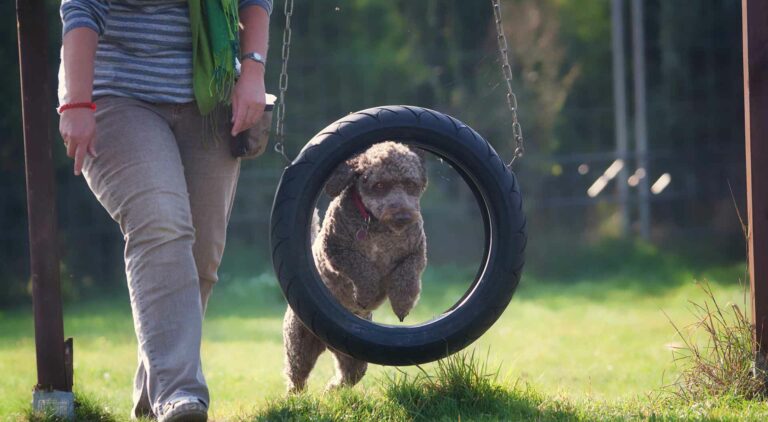 Agility Hundekurs