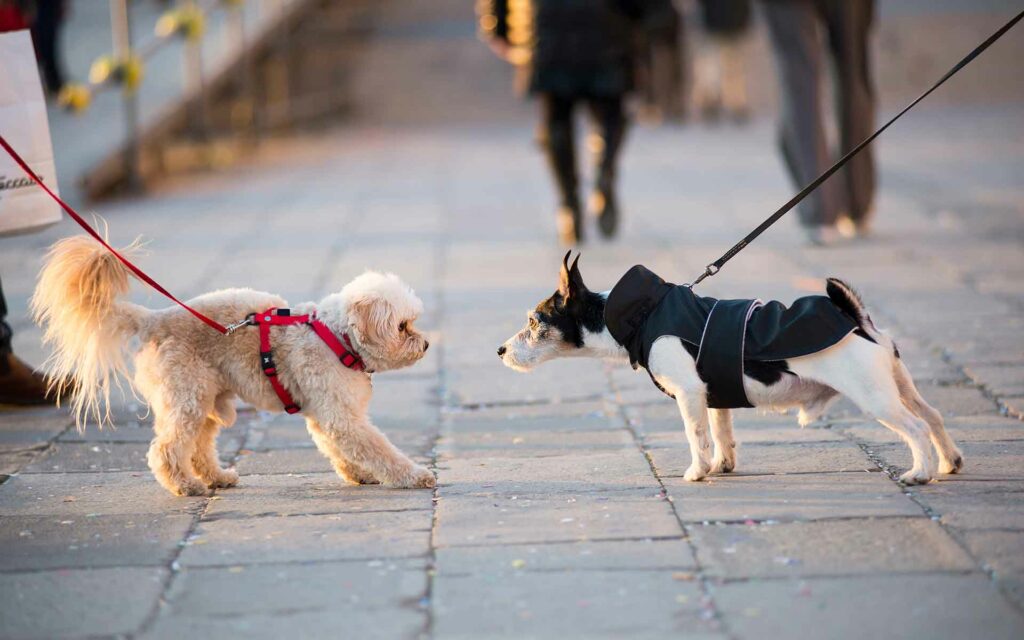 Seminar Kommunikation Teil 1: Hund-Hund